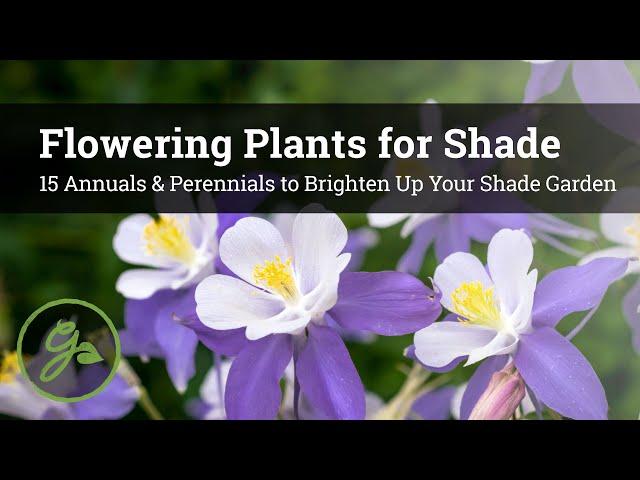 Flowering Plants for Shade - 15 Annuals & Perennials to Brighten Up Your Shade Garden