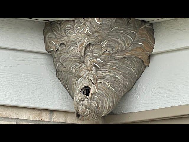 How To Remove A Bald Face Hornet Nest Using Drione , How to kill wasp