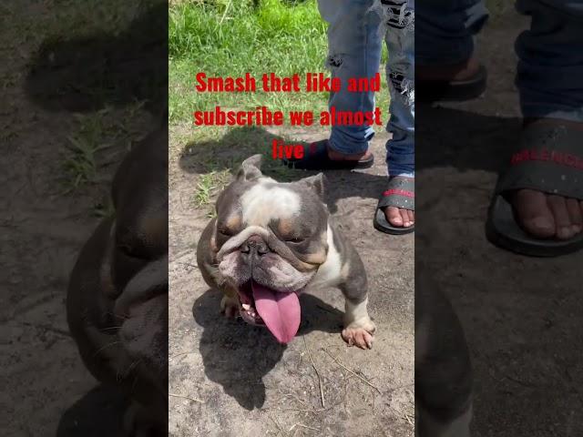 Exotic bully dog play date