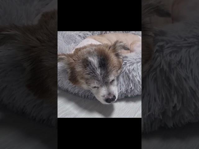 코 골다가 놀라서 일어나는 강아지 ㅋㅋㅋㅋㅋ