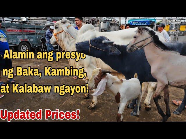 November 15, 2024 - Presyo ng Baka, Kambing, Kalabaw at Kabayo | Livestock Farming