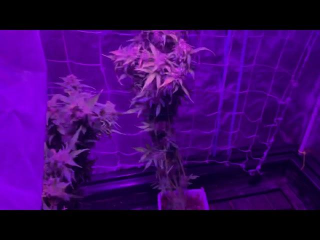 5/17/19 colodial silver auto feminized seeds harvest.