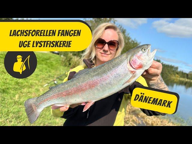 Lachsforellen fangen - Uge Lystfiskerie