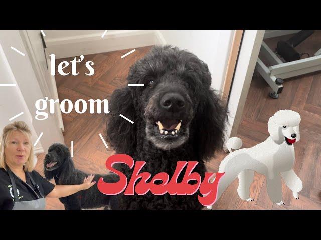 Let’s groom “Shelby” the standard poodle.