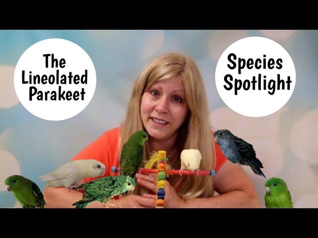 Lineolated Parakeet as Pets: Species Spotlight