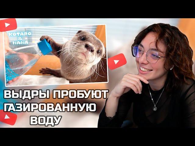 КОРЯ СМОТРИТ ВИДЕО С МИЛЫМИ ВЫДРАМИ