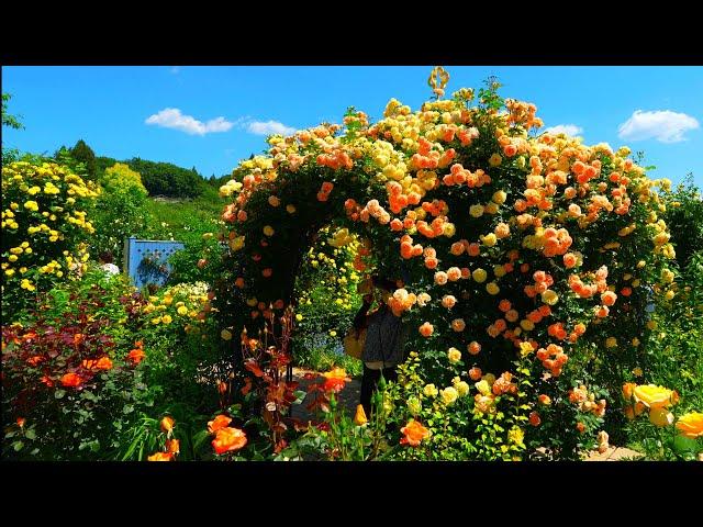 I walk through the rose garden at Nakanojo Gardens, my favorite place.