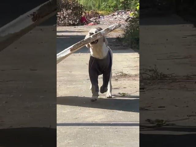 In order to have a snack when he got home, Xiaobao tried everything to bring back a little bit o