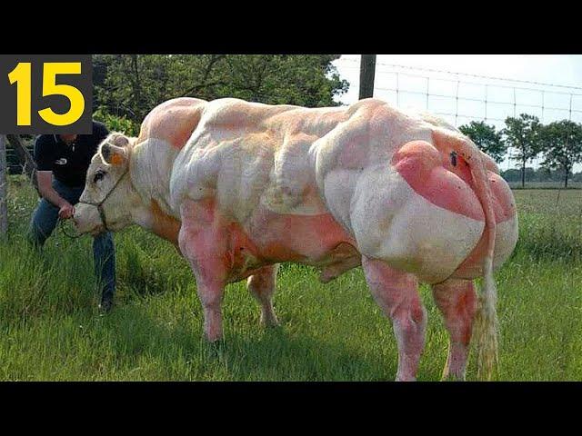 Top 15 Incredible Genetic Engineering Modifications