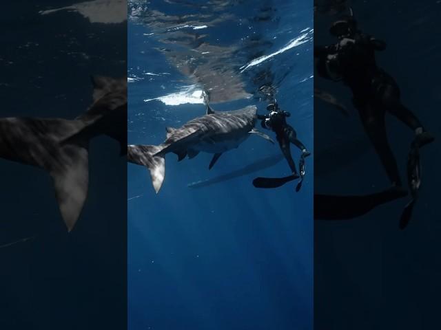 Alone With Tiger Sharks #shark #sharks #tigershark #sharkdiving : davidrstudios