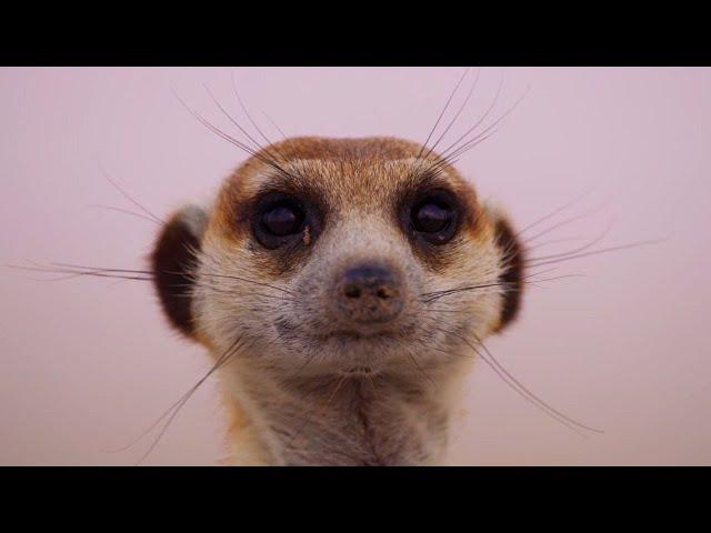 Meerkat Pups Get Left Behind | Dynasties II | BBC Earth