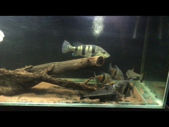 Ripsaw catfish