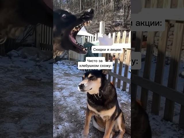 ИИ шутит про нашу жизнь  #ии #искусственныйинтеллект #нейросеть #хаски #бизнес #маркетинг #магазин