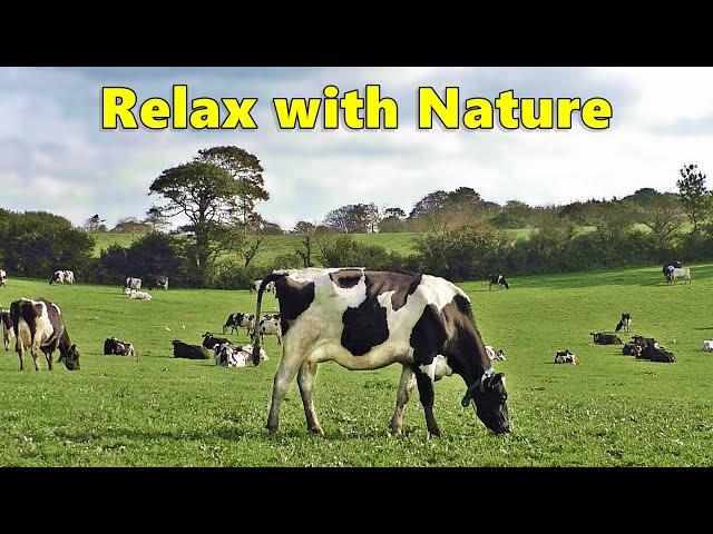 Relax Your Dog TV - Videos for Dogs ⭐ Relaxing 8 HOURS of Grazing Cows ⭐ Nature Relaxation Films