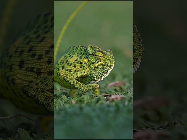 Wildlife Melodies: Nature's Creatures in Sync #wildlife #shorts #ytshorts #trending #music
