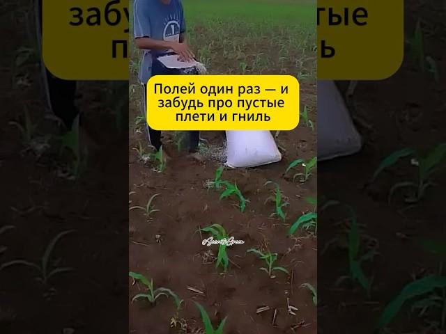 Огурцы желтеют и дохнут? Полей этим — оживают за 3 дня #дача #огород #сад