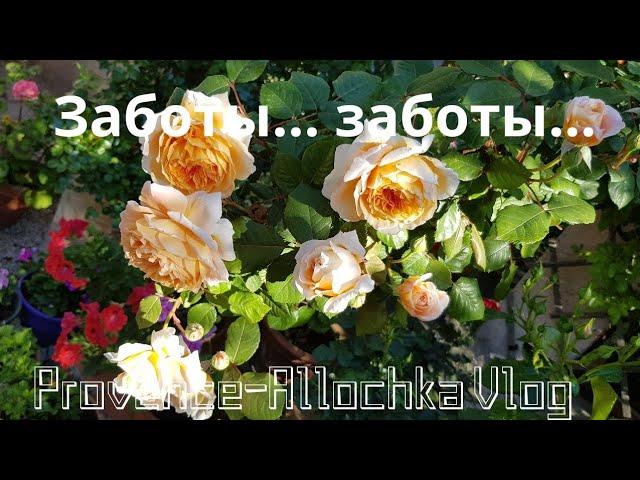 Франция/Все в  мой САД… /Ляпсус на кухне,Сама не ожидала.../провансАллочка влог