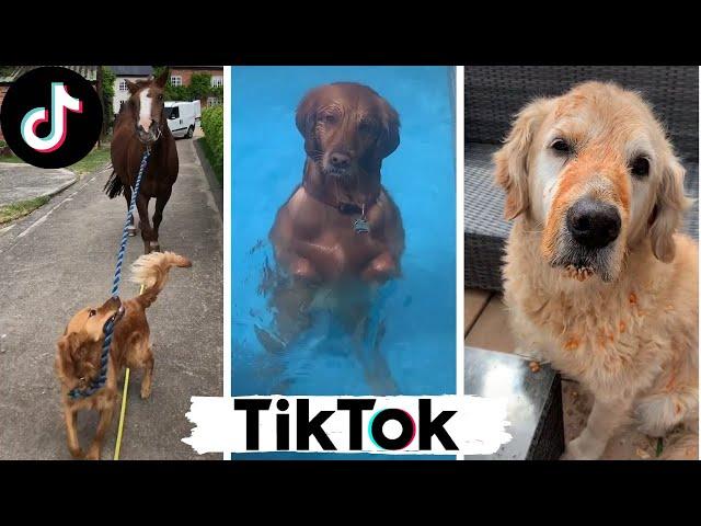 Funny Dogs of TikTok Compilation ~ Doggos Doing Funny Things TIK TOK ~ 2020