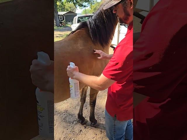 Fly spray desensitization for a horse there. That doesn't like the sound.I'm a spray bottle