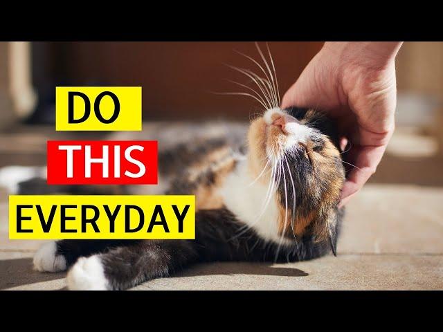 THESE 8 Simple Things That Will Transform Your CAT'S Life