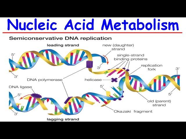 Nucleic Acid Metabolism