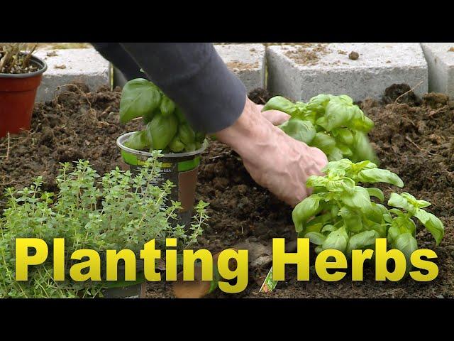 Planting an Herb Garden – Family Plot