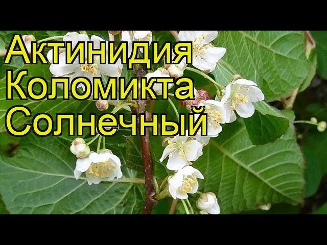 Актинидия коломикта Солнечный. Краткий обзор, описание характеристик actinidia kolomikta