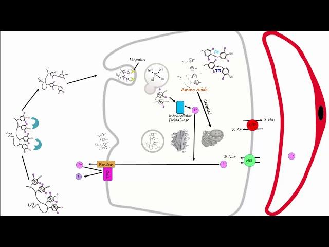 Thyroid Part 2 - Thyroid Hormone Synthesis