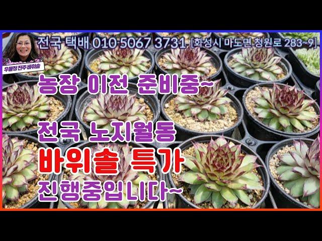 [5월21일] 농장 이전준비로 바위솔 가장 싸게 특가로 판매합니다~#바위솔 3포트 5천원입니다~#조기품절될수 있습니다~ #문자 먼저 주세요~