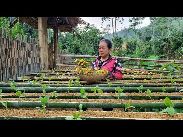 Technique growing vegetables in bamboo tubes, Building free farm | Lý Thị Phương