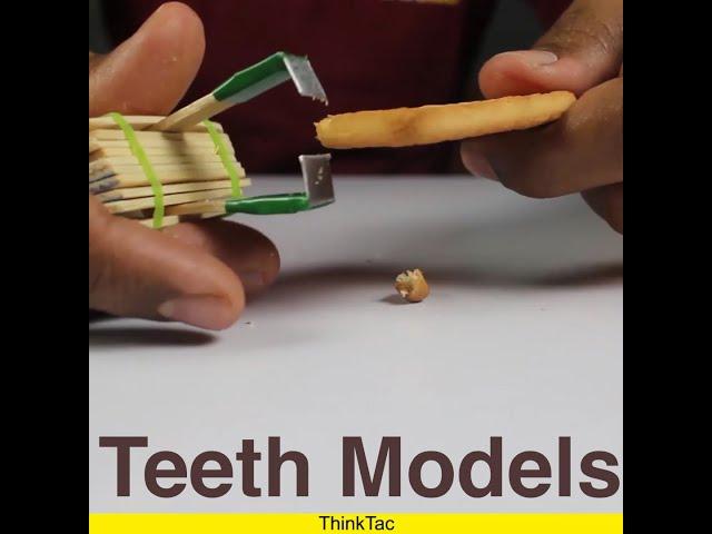 Teeth Models | ThinkTac | #YouTubeShorts #Shorts #DIYScience #DIY