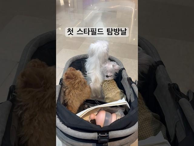 귀요미들의 첫 스타필드 탐방날~