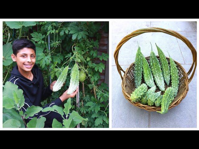 Organic Bitter Gourd Farming | Tips For Growing Bitter Melon