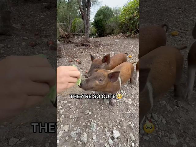 Feeding Wild Piglets