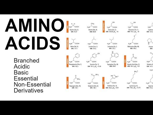 Amino Acids