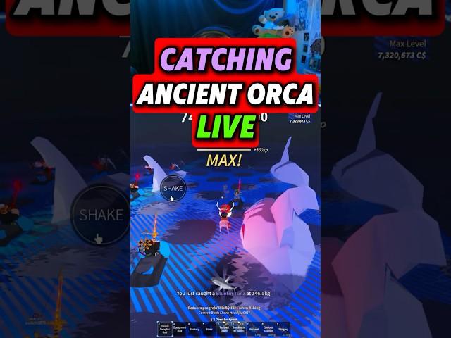 I caught ANCIENT ORCA live in fisch! #fisch