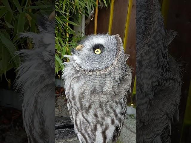 Hooting - Great Grey Owl  (Nigel)  #shorts #birds #owl #hoots