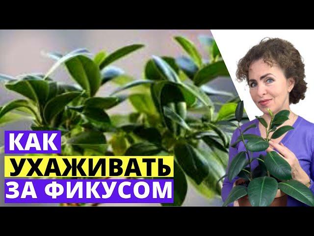 ФИКУС уход в домашних условиях. Фикус Каучуконосный.