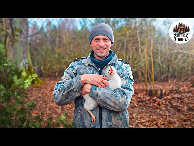 Хуторские будни. Кур выпустили, поработали над потолком и устроили прогулку.