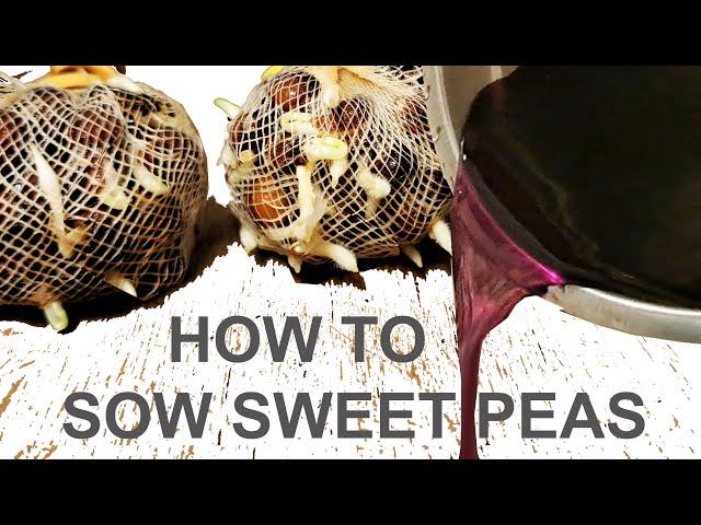 How To Sow Sweet Peas