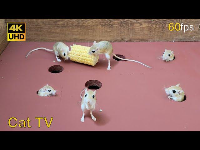 Cat TV mice for cats to watch | Mouse hide and seek on screen 8 hour 60fps 4k