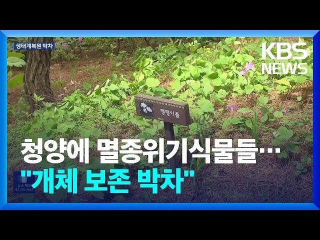 청양에 싹 틔운 멸종위기식물들…“개체 보존 박차” / KBS  2023.05.01.