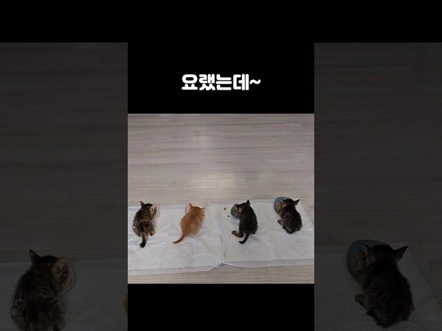 아기고양이들 확대과정 ㅋㅋ       #새끼고양이#냥줍#심쿵고양이
