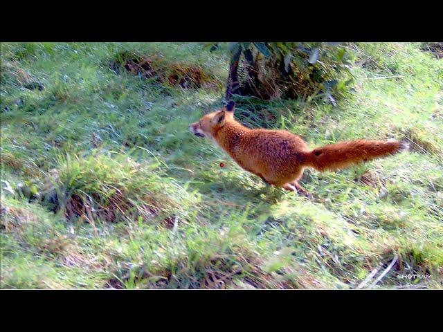 Driven Fox Hunt with Beretta Silver Pigeon 12G with Jagd Terriers Victoria 21/07/2024