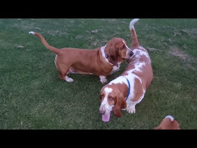 Basset Hounds Howling and Baying