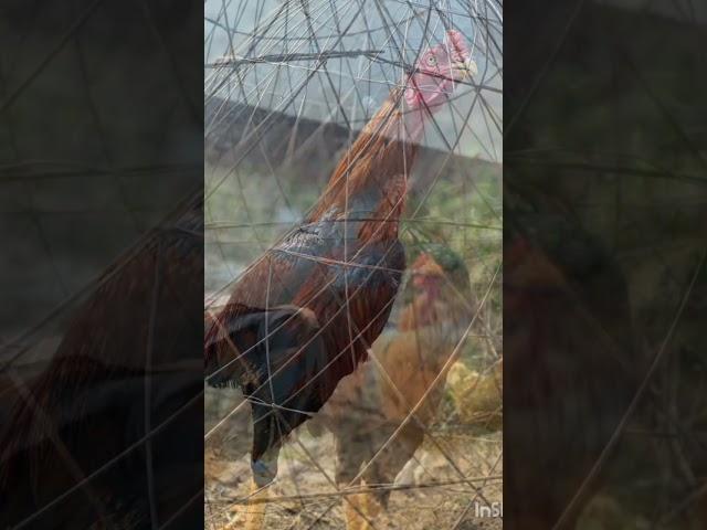 ##️️##