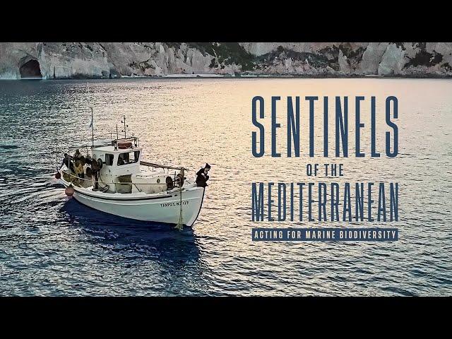 Documentary | Sentinels of the Mediterranean: Acting for Marine Biodiversity