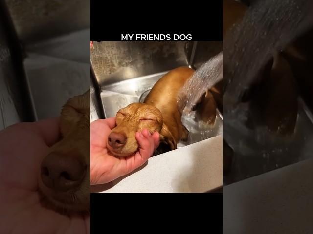 My Friends Dog vs My Dog 