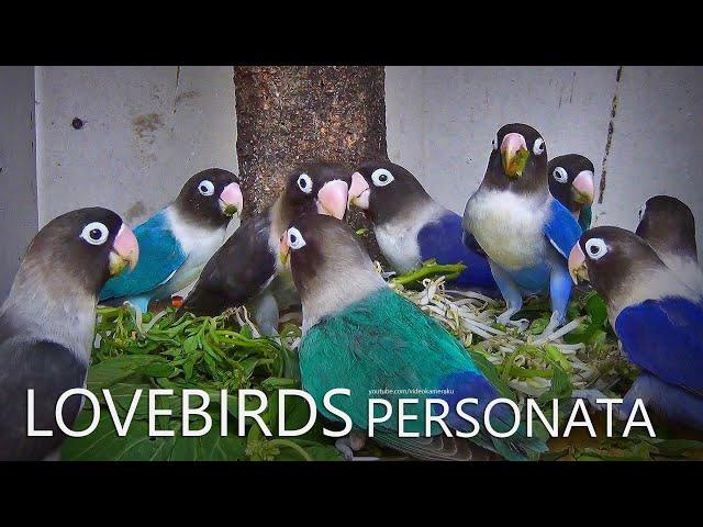 Lovebirds Personata Mid 2024