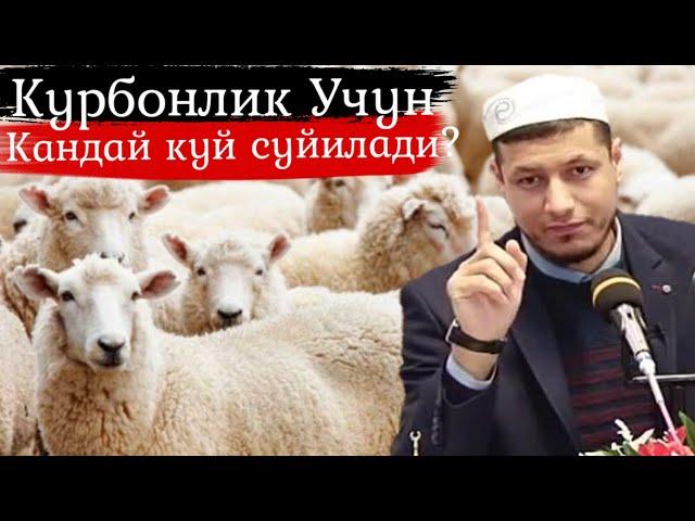 Абдулазиз Домла Курбонлик учун кандай куйлар суйилади? Бир ойлага нешта куй суйилади?